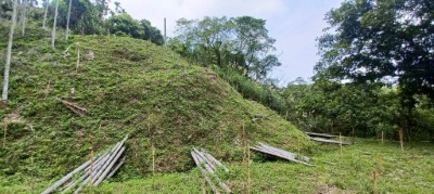 為建構台中西部淺山保育軸帶，113年於臺中市太平區完成新植造林 (1)
